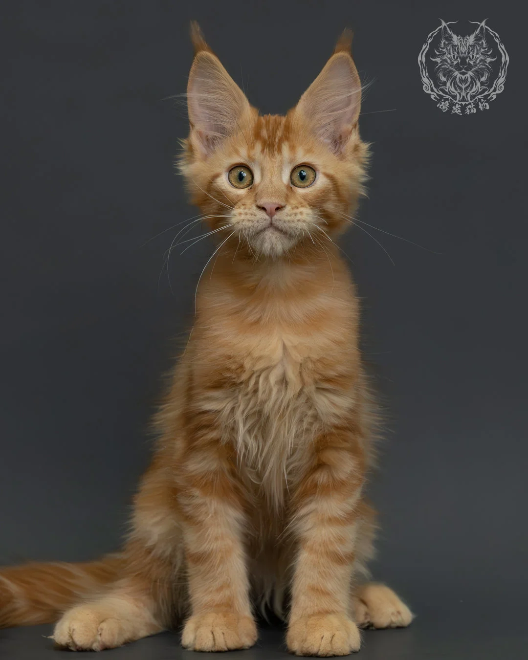 紅虎斑緬因貓 8