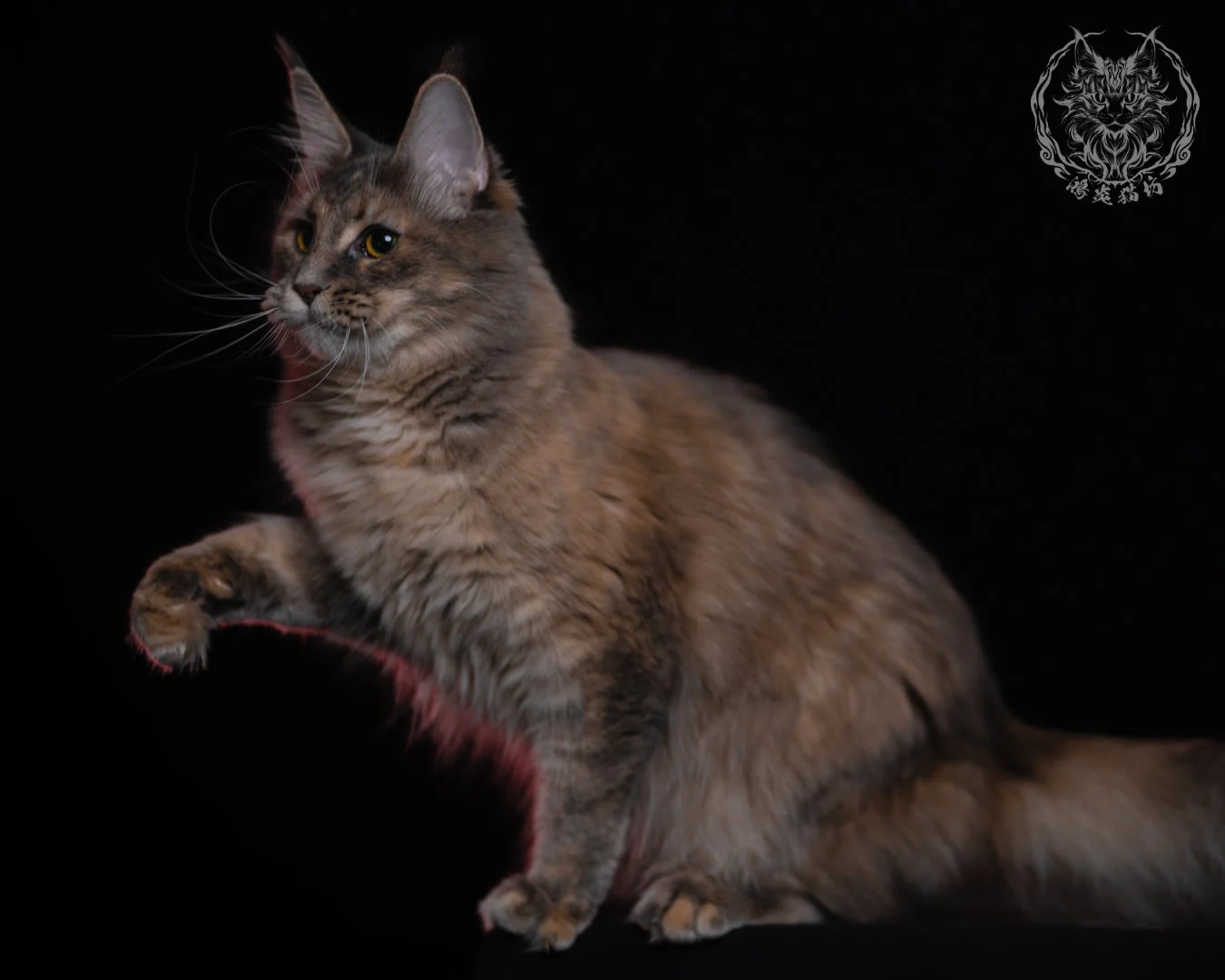 藍乳煙玳帽緬因貓 11 個月抬爪凝視的動態姿勢，臉部玳帽色塊與乳色層次清晰分布，展現緬因貓靈敏的肢體反應與穩定骨架。