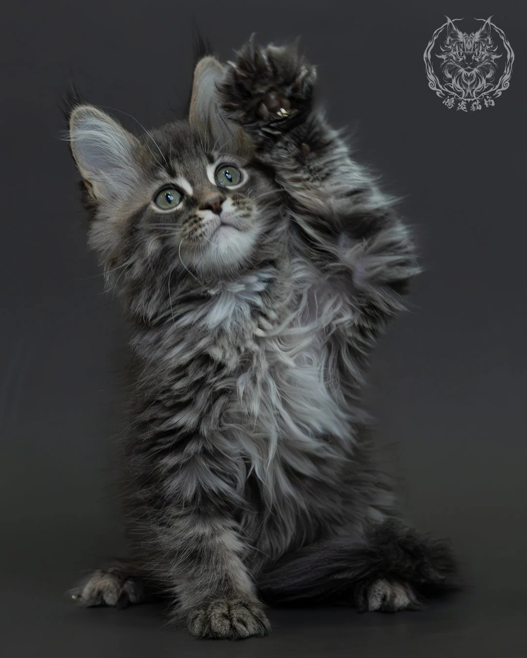 藍銀虎斑緬因貓 11