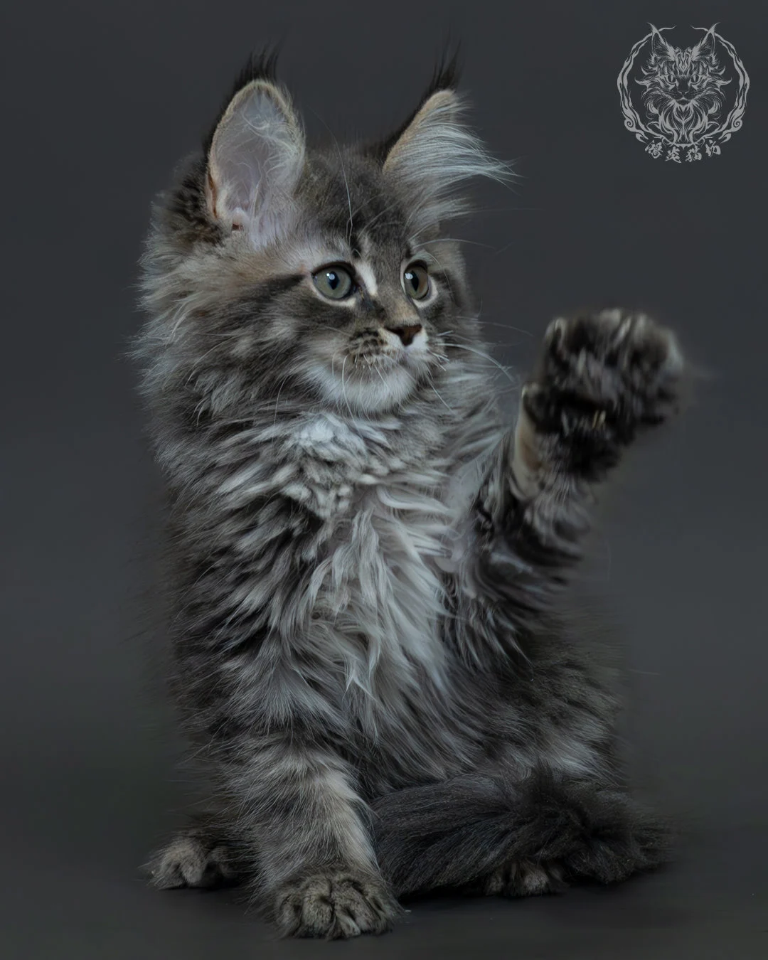 藍銀虎斑緬因貓 5