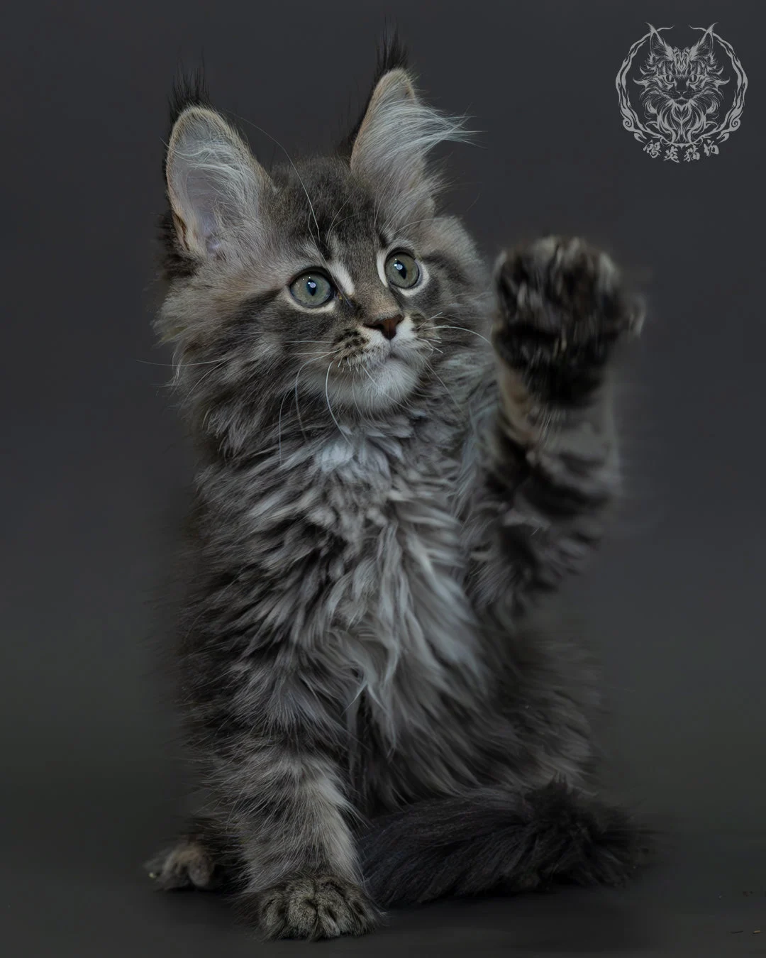 藍銀虎斑緬因貓 6