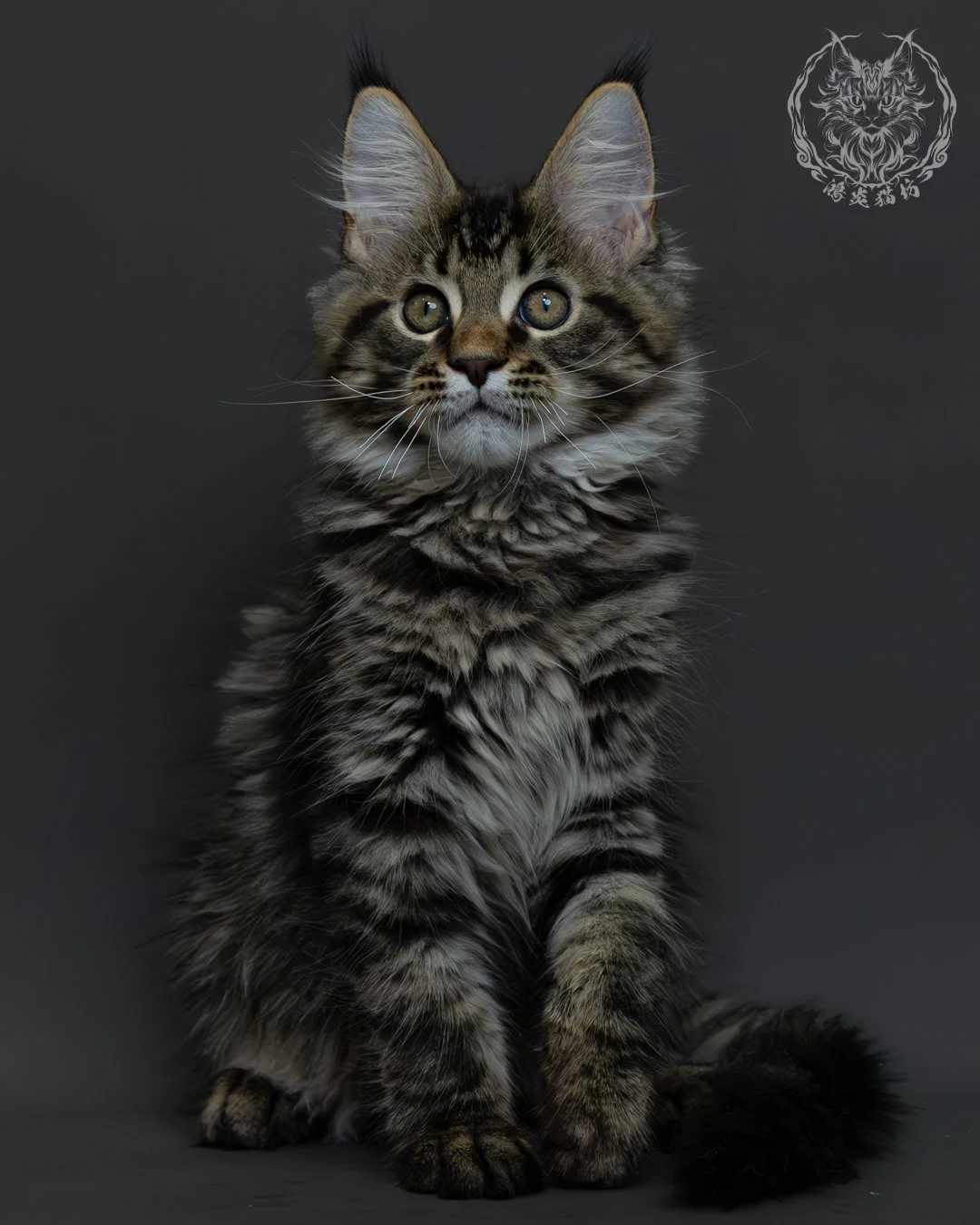 黑棕虎斑緬因貓 3