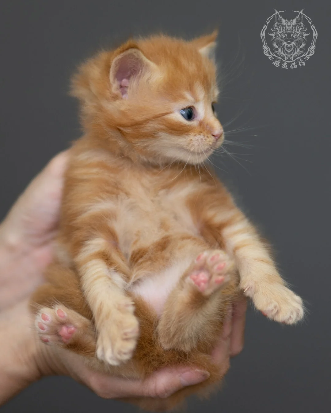 紅虎斑 Red Tabby Maine Coon 4weeks 1