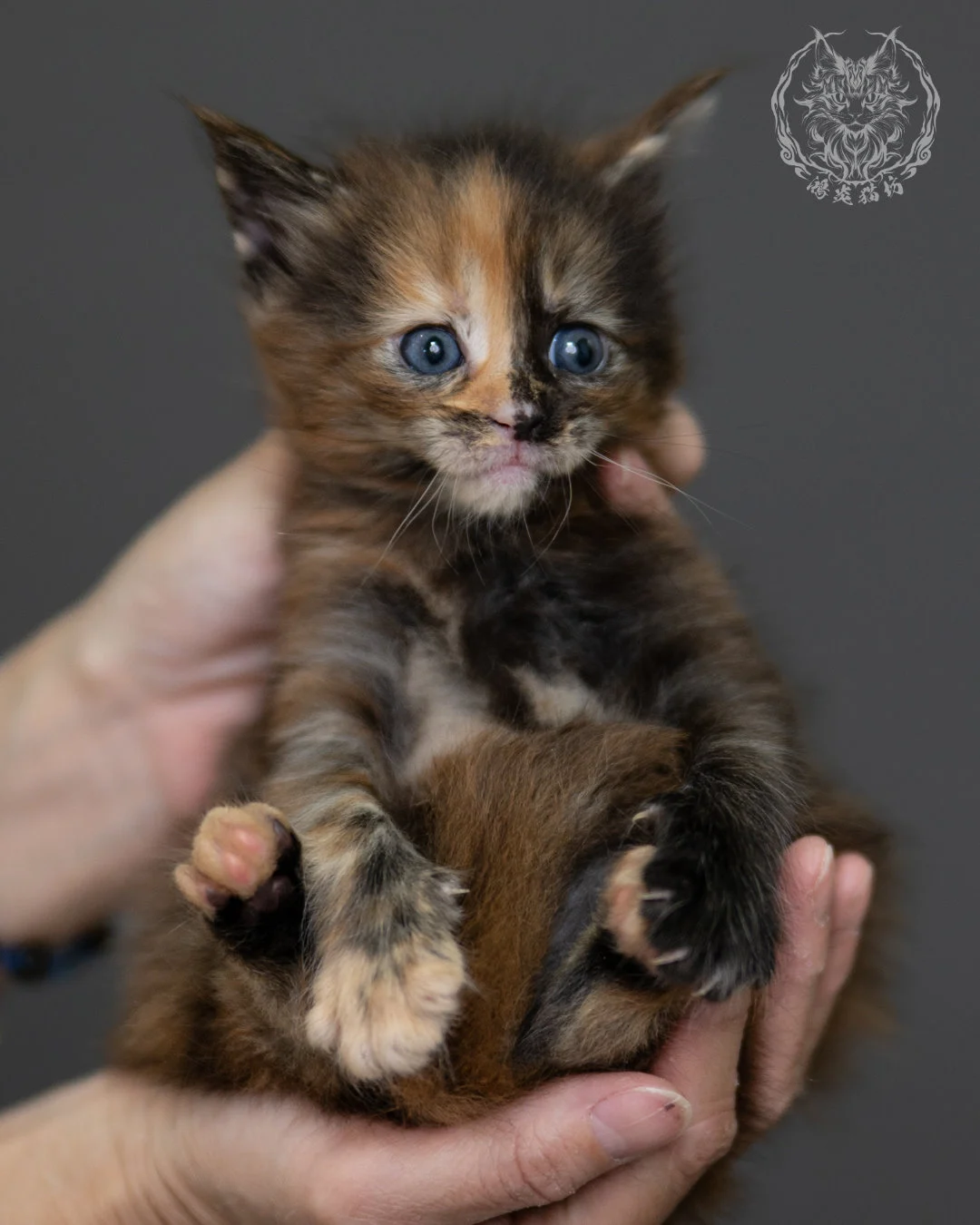 玳帽 Tortoiseshell Maine Coon 4weeks 9
