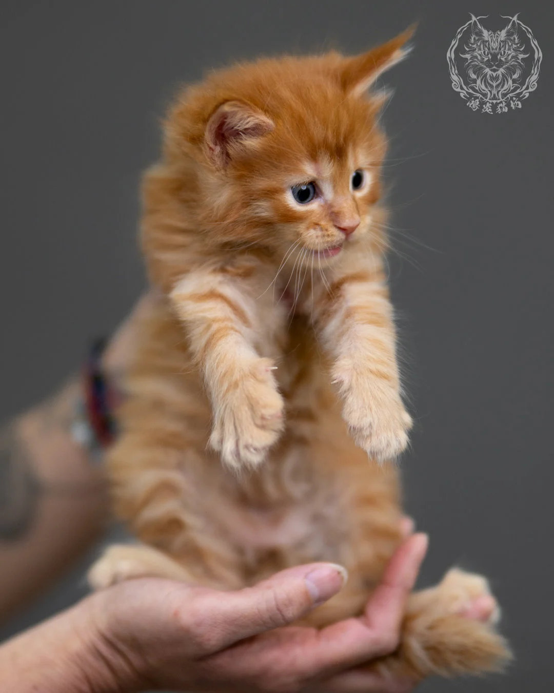 紅虎斑 Red Tabby Maine Coon 4weeks 7