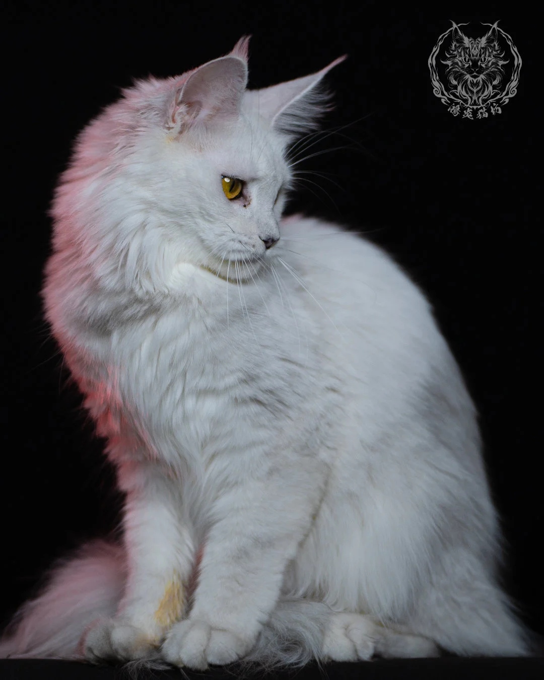 黑銀陰影緬因貓 Black Silver Shaded Maine Coon 1year 11