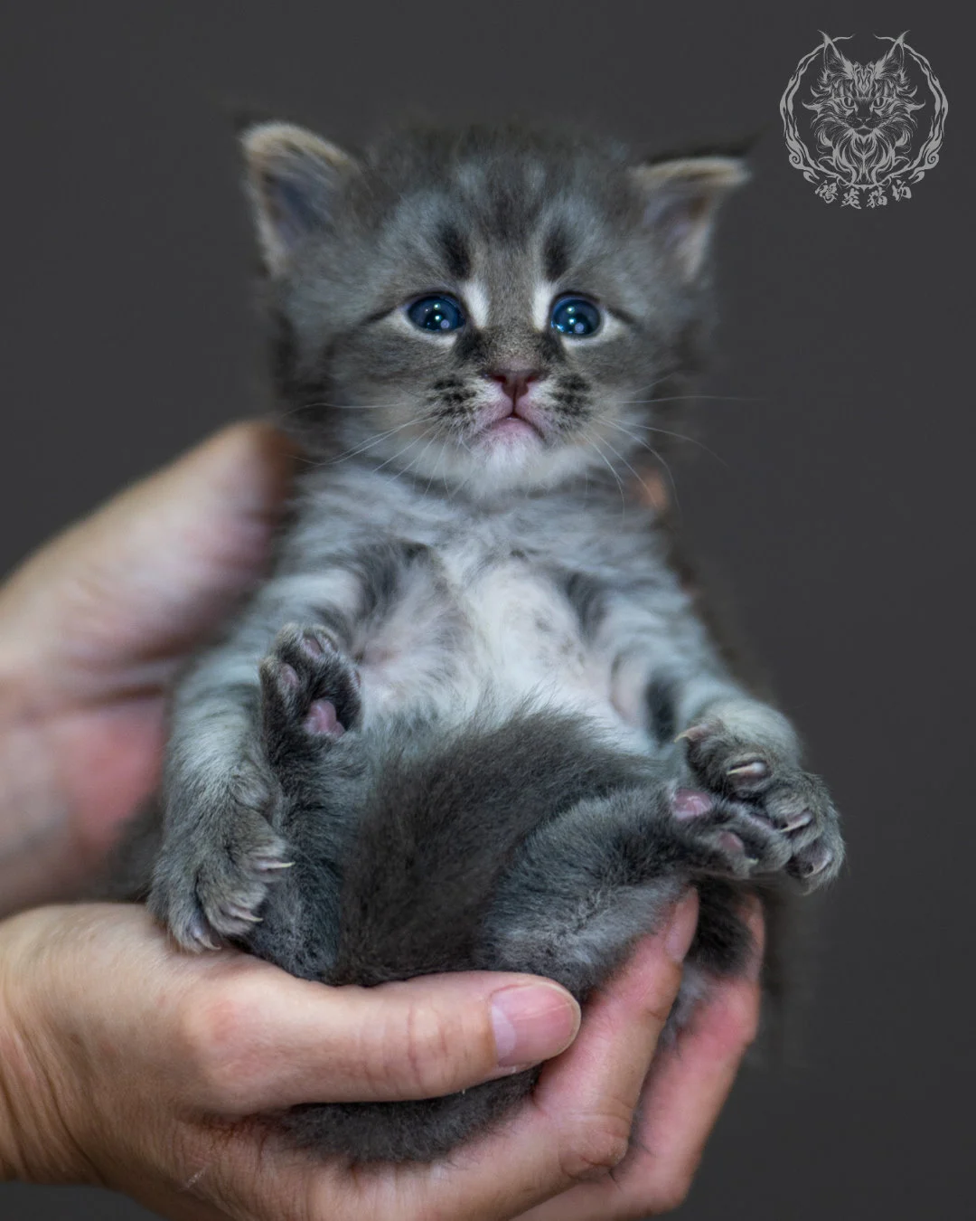 藍銀虎斑 Blue Silver Tabby Maine Coon 4weeks 13
