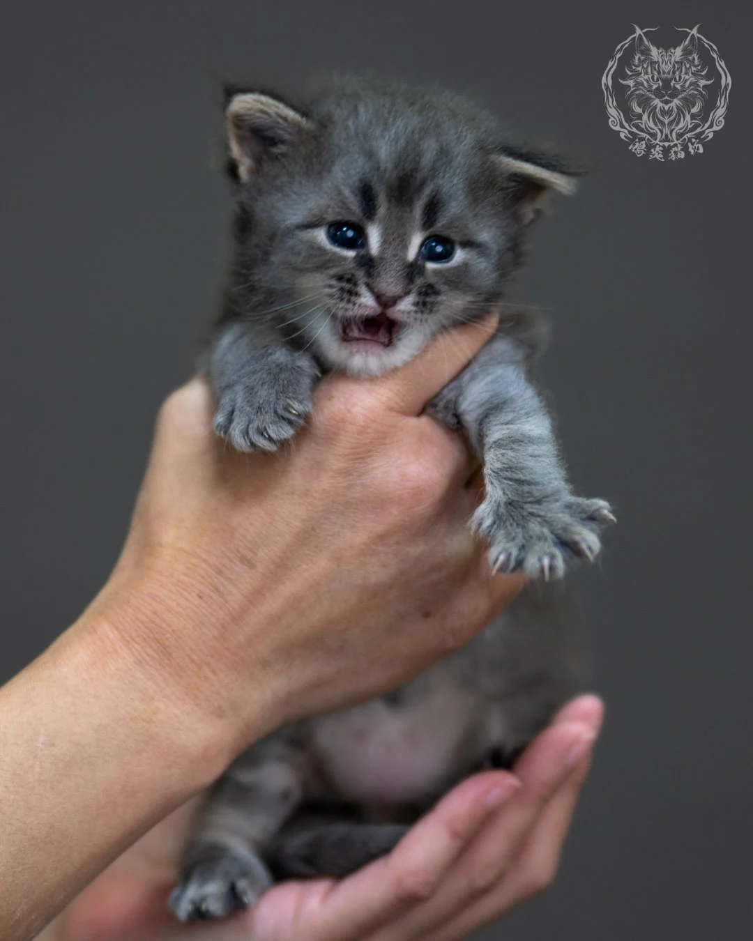 藍銀虎斑 Blue Silver Tabby Maine Coon 4weeks 5