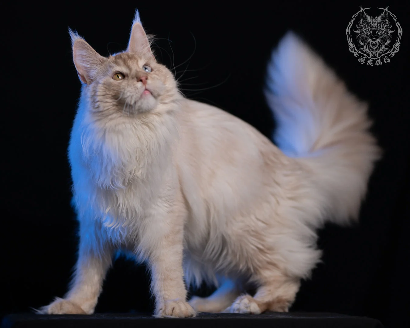 乳高煙緬因貓 Cream High Smoke Maine Coon 9months 38