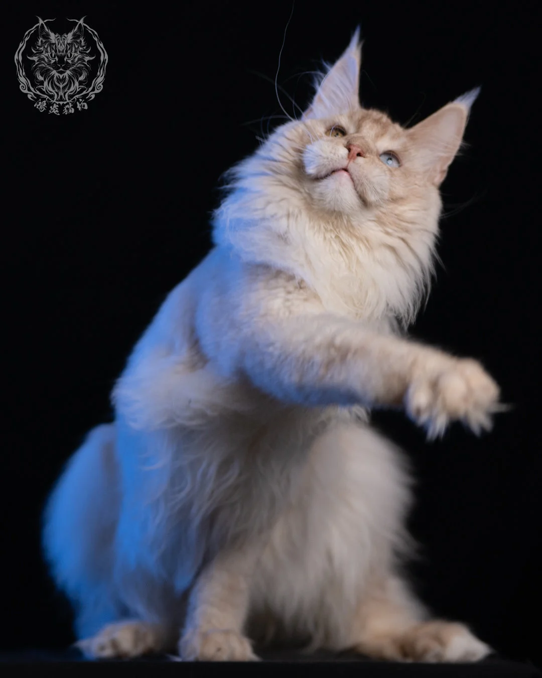 乳高煙緬因貓 Cream High Smoke Maine Coon 9months 3