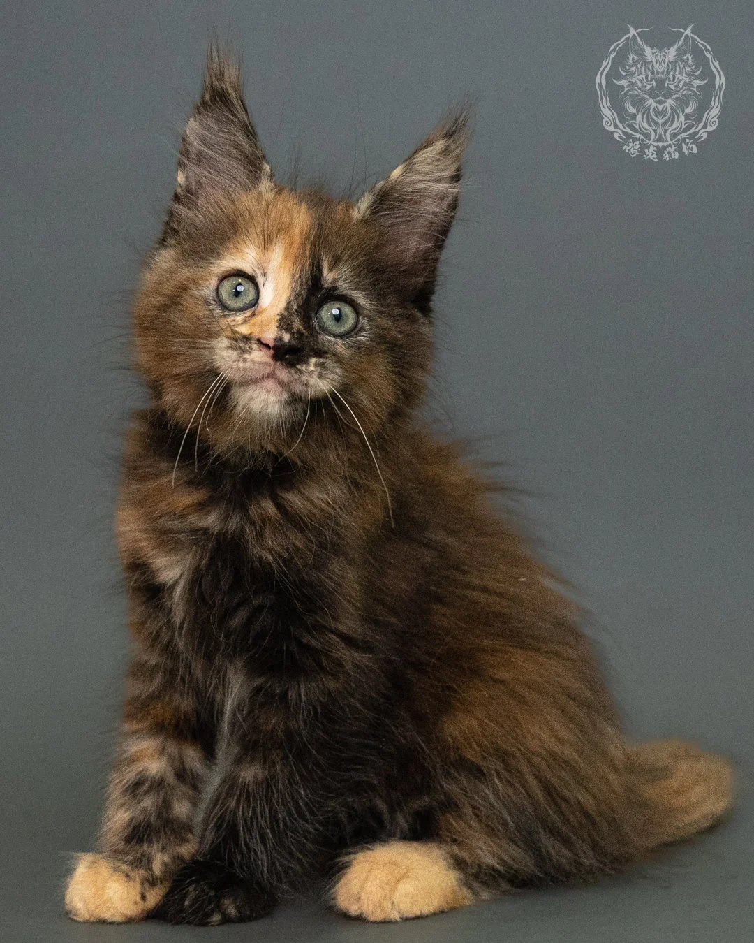 玳帽 Tortie Maine Coon 2months 12