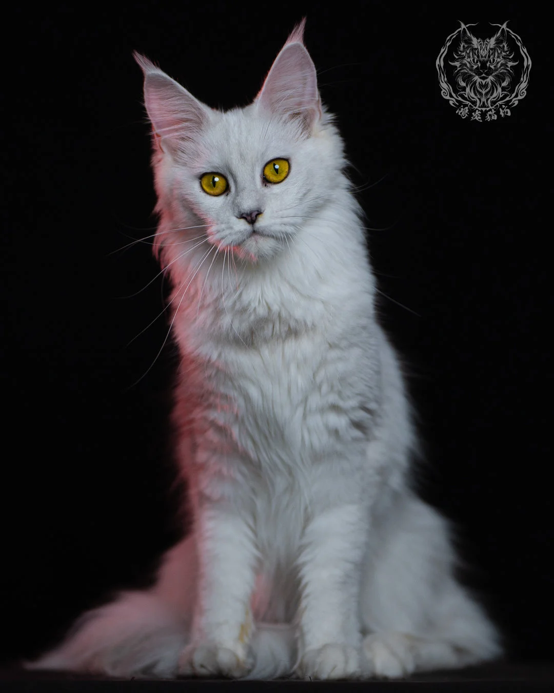 黑銀陰影緬因貓 Black Silver Shaded Maine Coon 1year 10