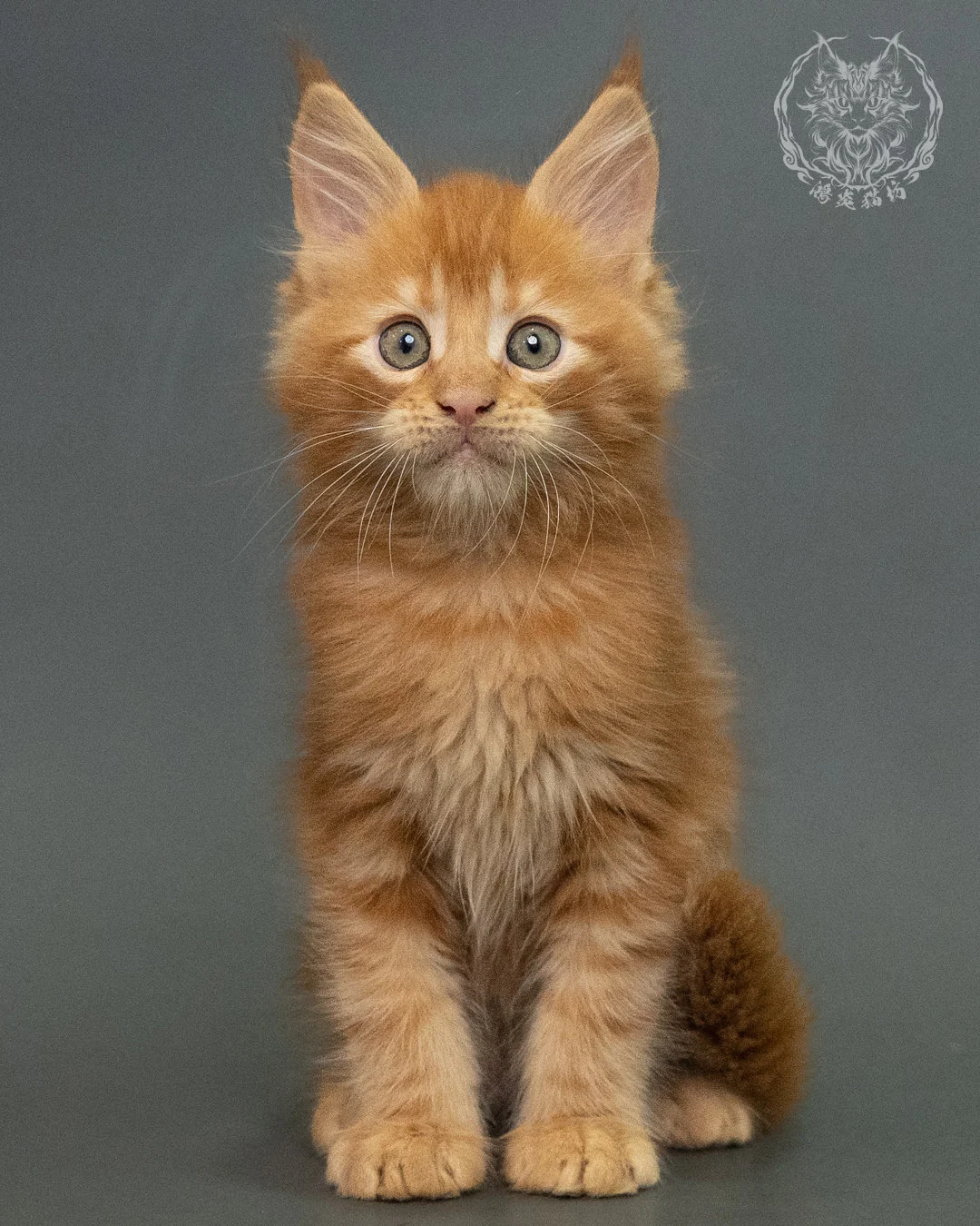 紅虎斑 Red Tabby Maine Coon 2months 16