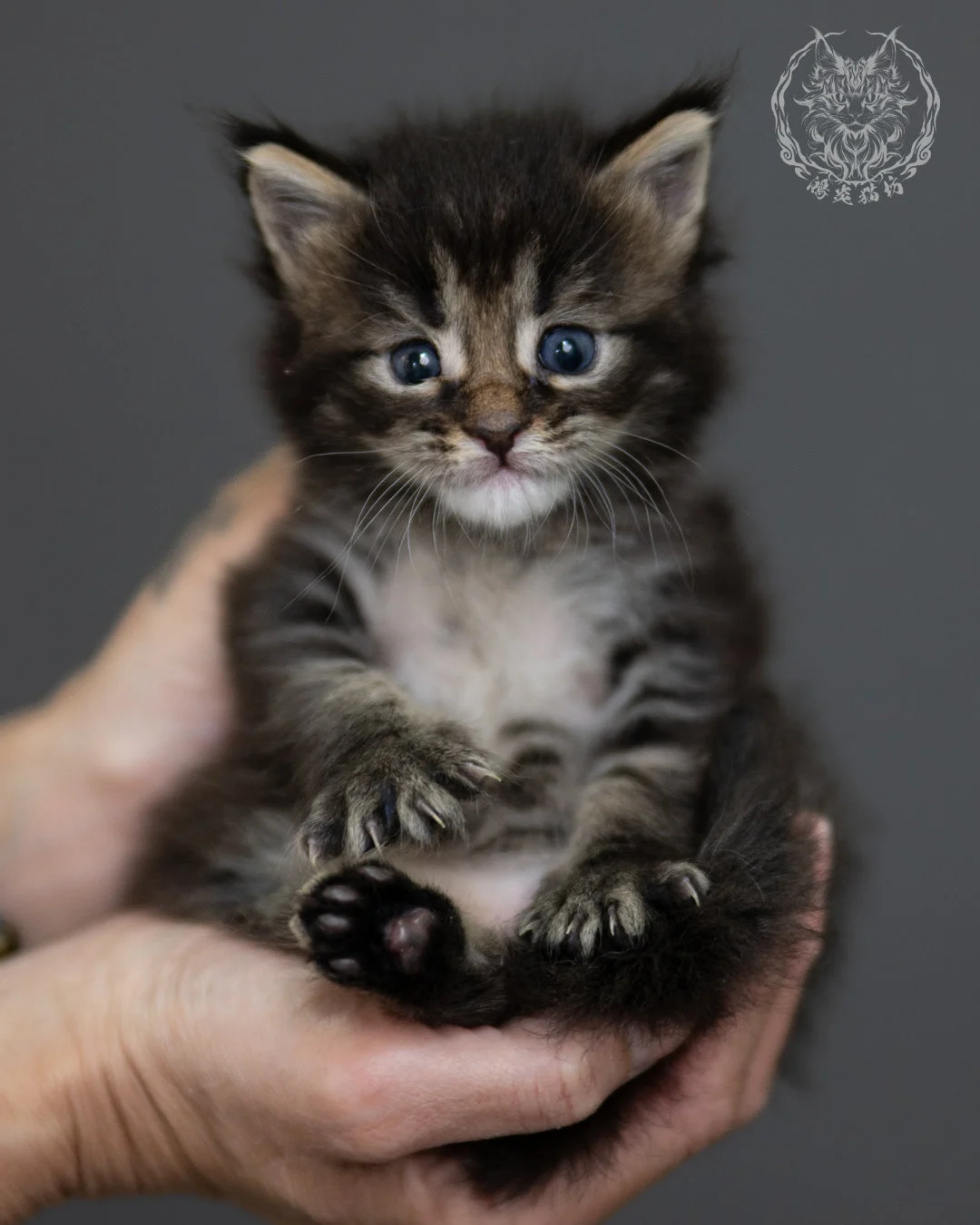 黑棕虎斑 Black Brown Tabby Maine Coon 4weeks 7