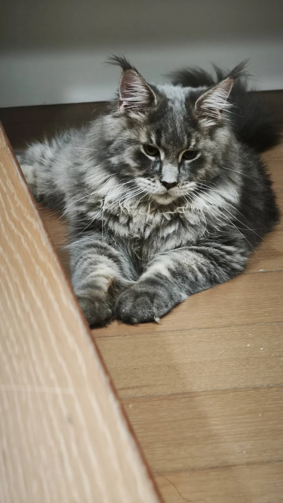 藍虎斑緬因貓巧虎低頭休息，回家第一天慢慢適應新環境。