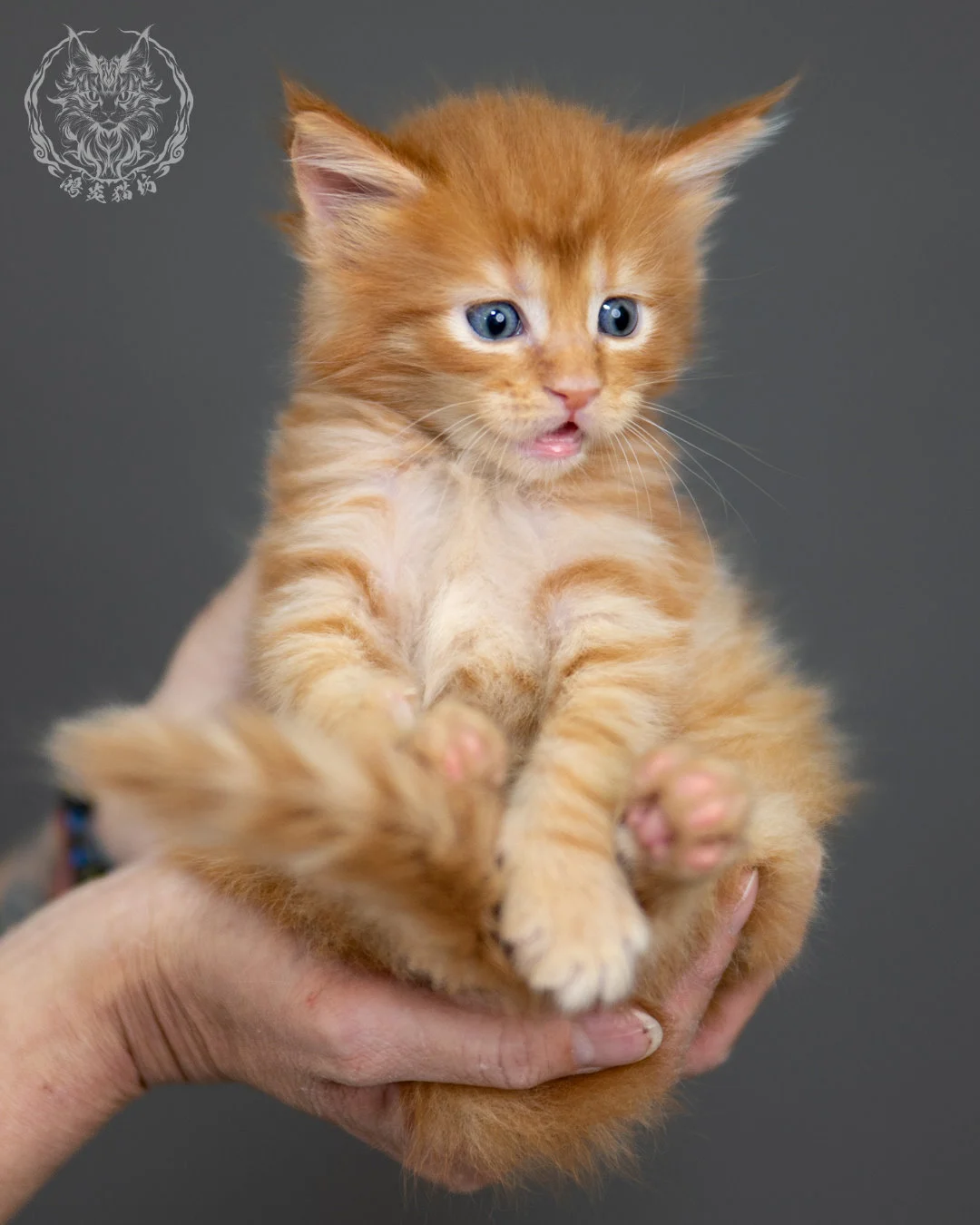 紅虎斑 Red Tabby Maine Coon 4weeks 11