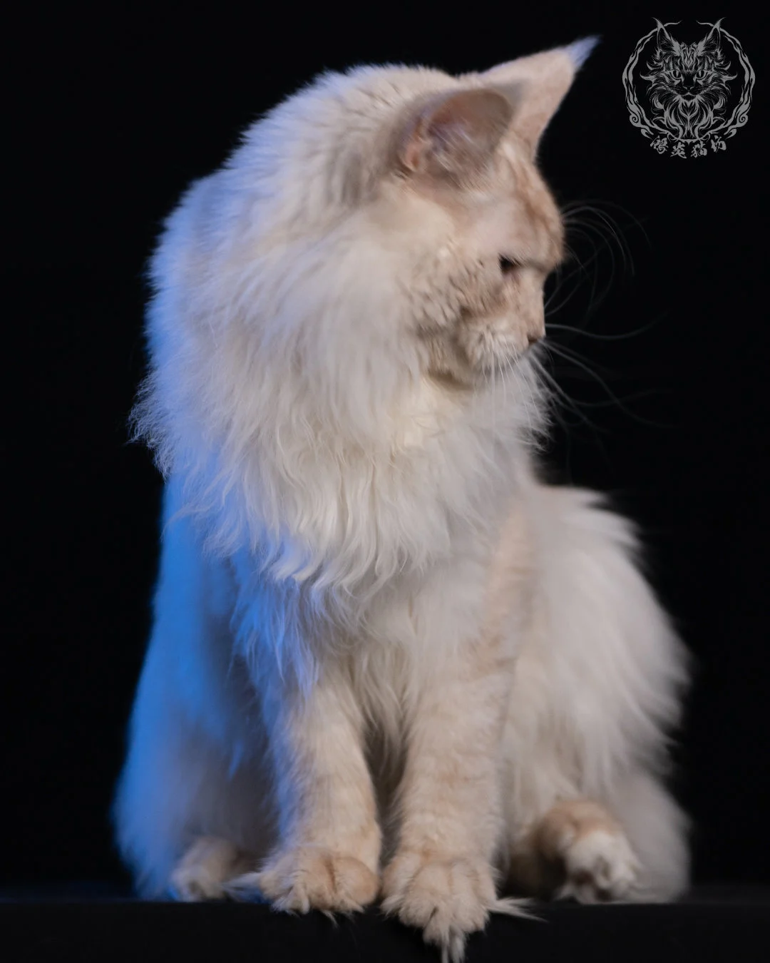 乳高煙緬因貓 Cream High Smoke Maine Coon 9months 8