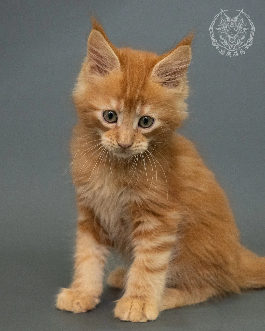 紅虎斑 Red Tabby Maine Coon 2months 9