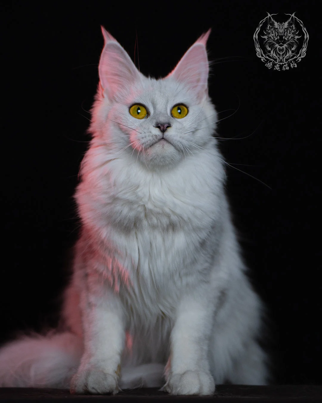 黑銀陰影緬因貓 Black Silver Shaded Maine Coon 1year 3