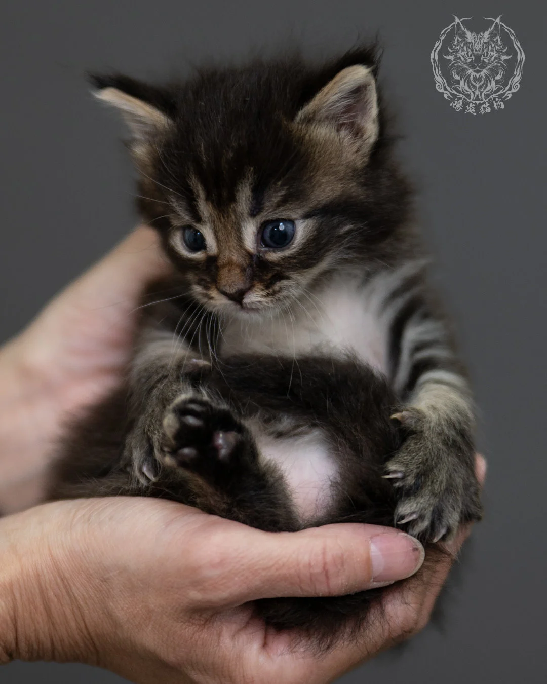 黑棕虎斑 Black Brown Tabby Maine Coon 4weeks 6