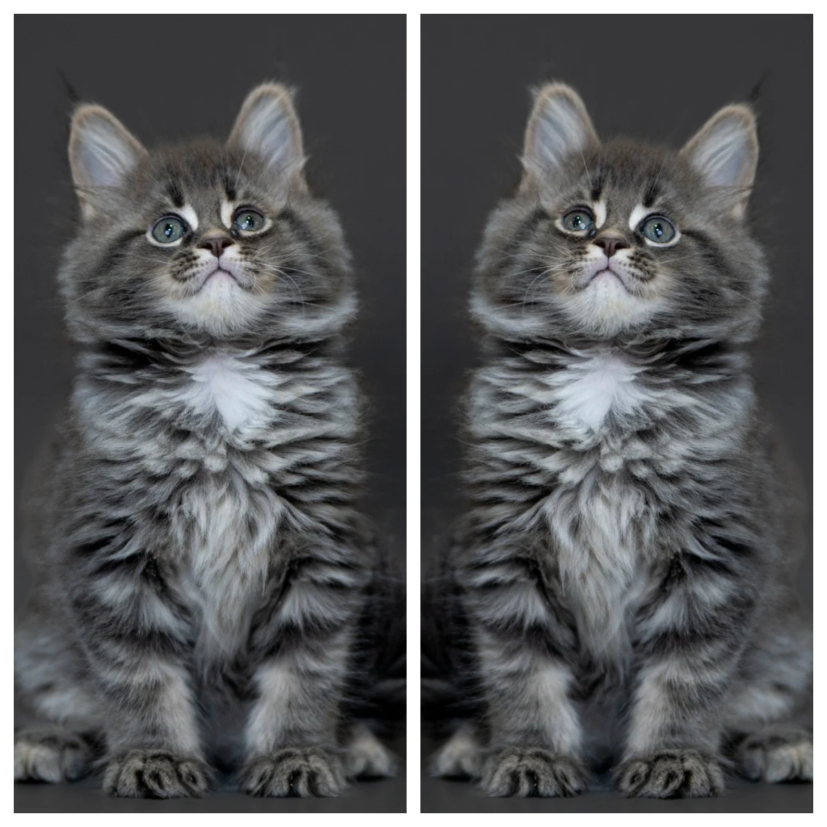 藍銀虎斑緬因貓