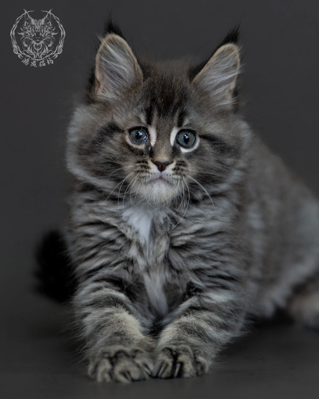 藍銀虎斑 Blue Silver Tabby Maine Coon 2months 11