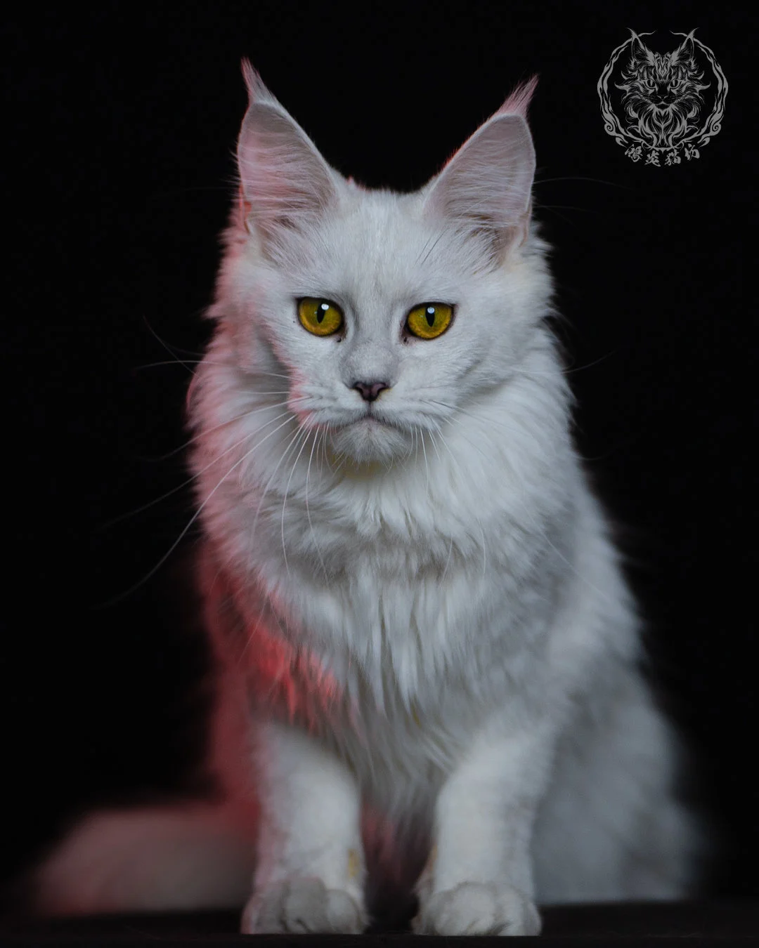 黑銀陰影緬因貓 Black Silver Shaded Maine Coon 1year 2