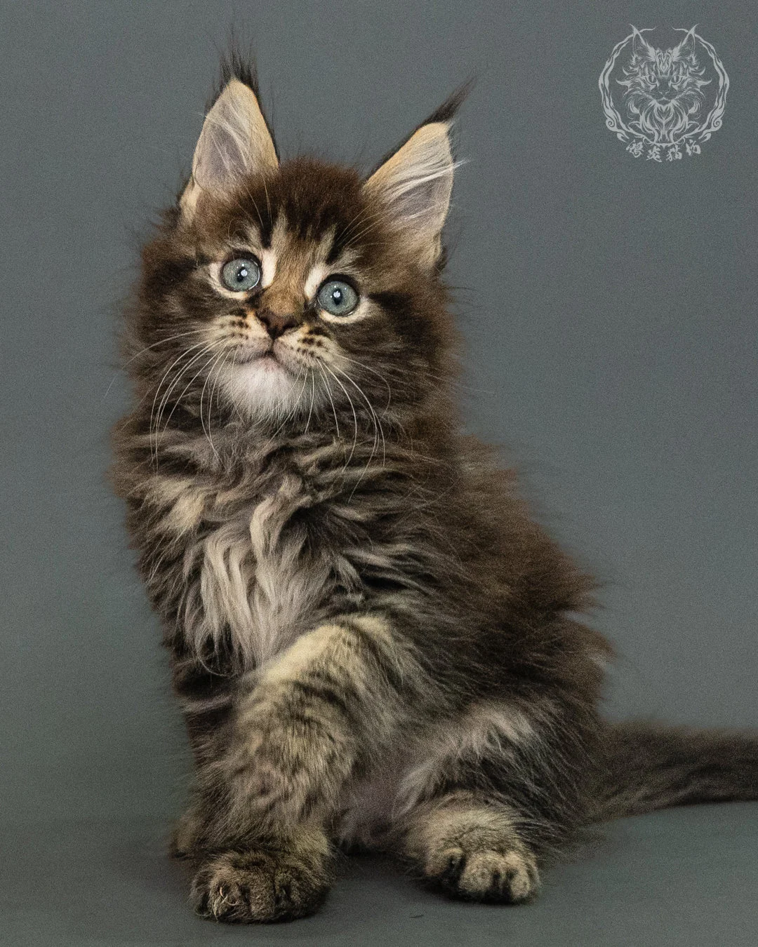 棕虎斑 Brown Tabby Maine Coon 2months 11