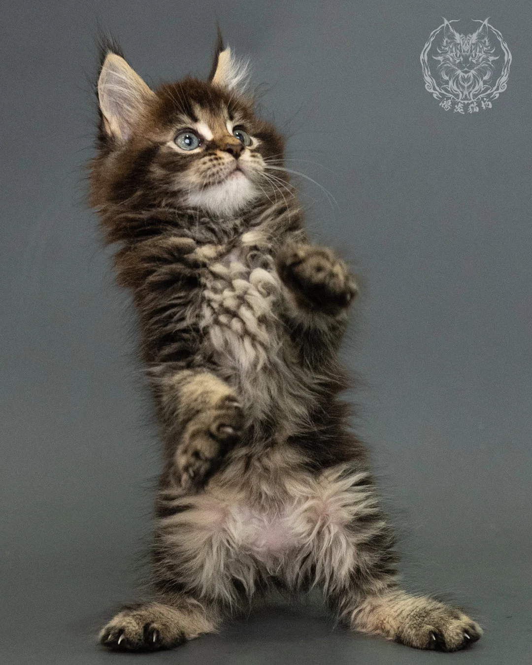 棕虎斑 Brown Tabby Maine Coon 2months 12