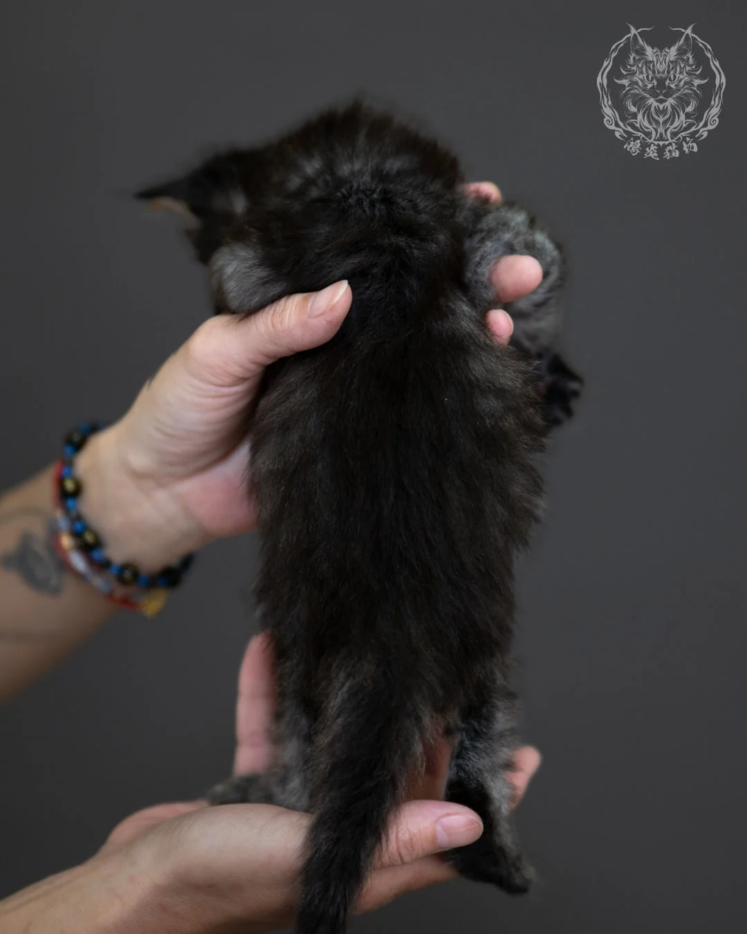 黑棕虎斑 Black Brown Tabby Maine Coon 4weeks 8