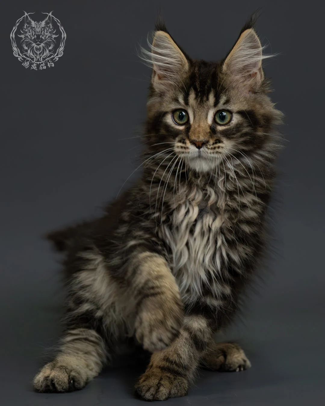 棕虎斑緬因貓 5