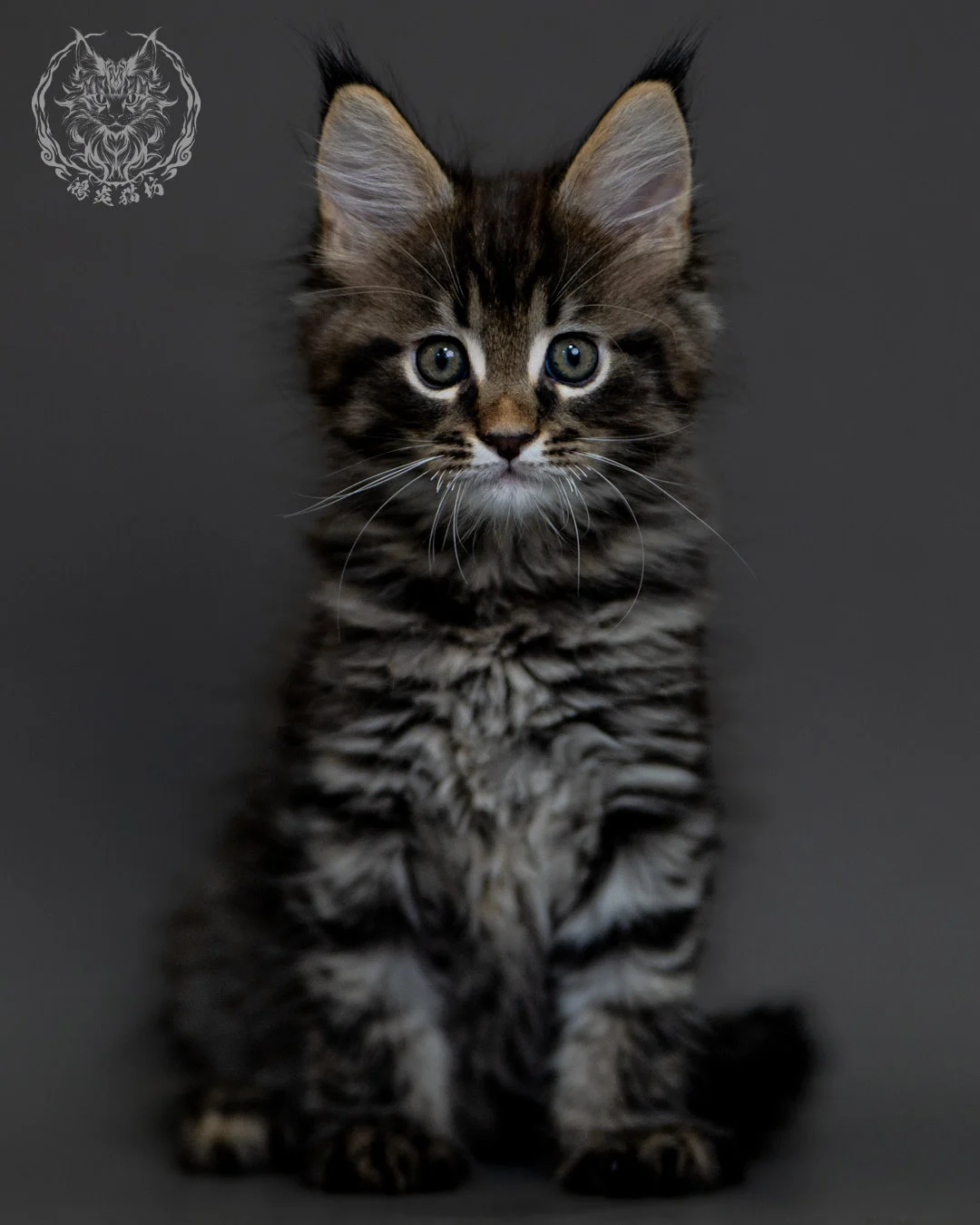 棕虎斑 Brown Tabby Maine Coon 2months 1