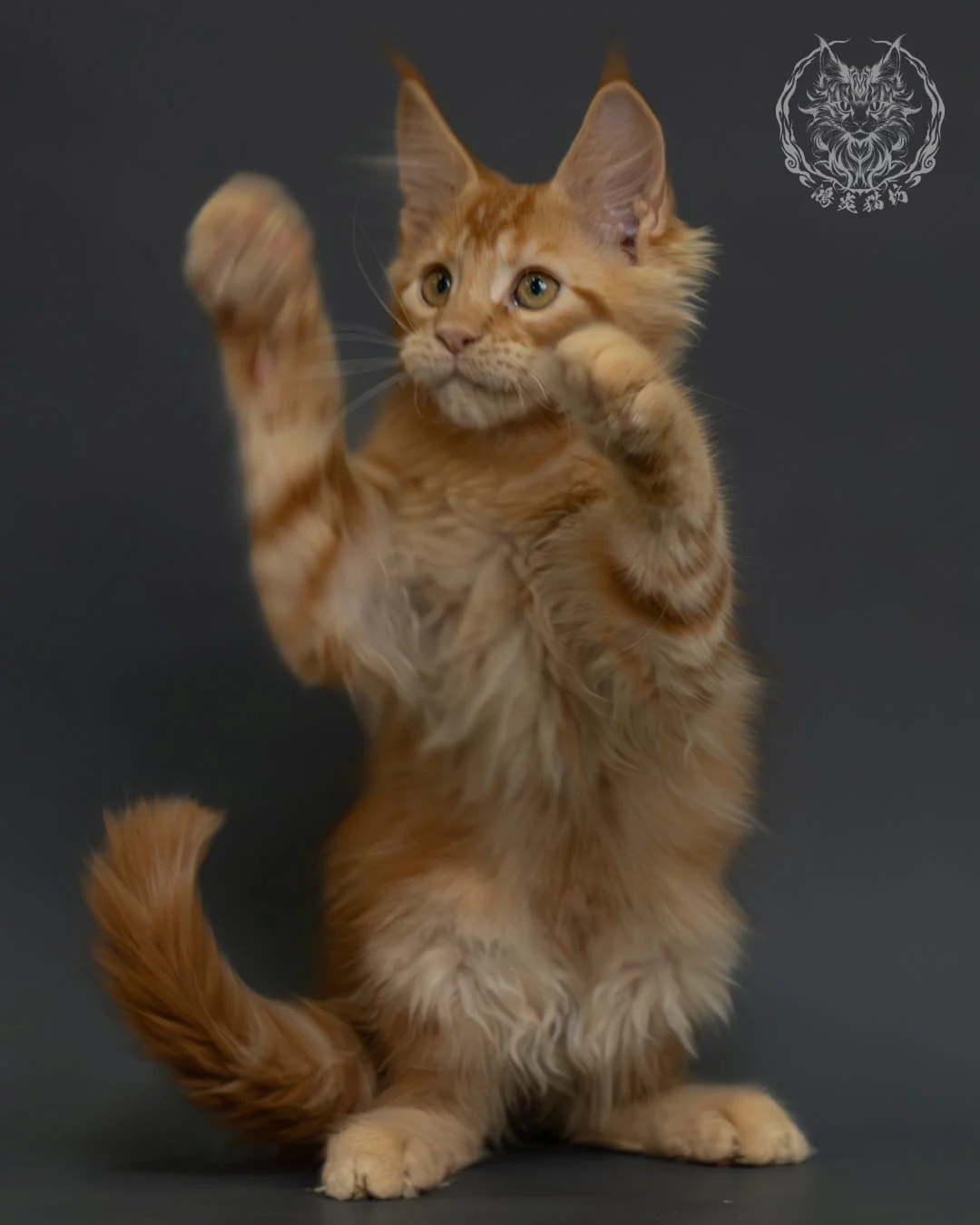 紅虎斑緬因貓 6