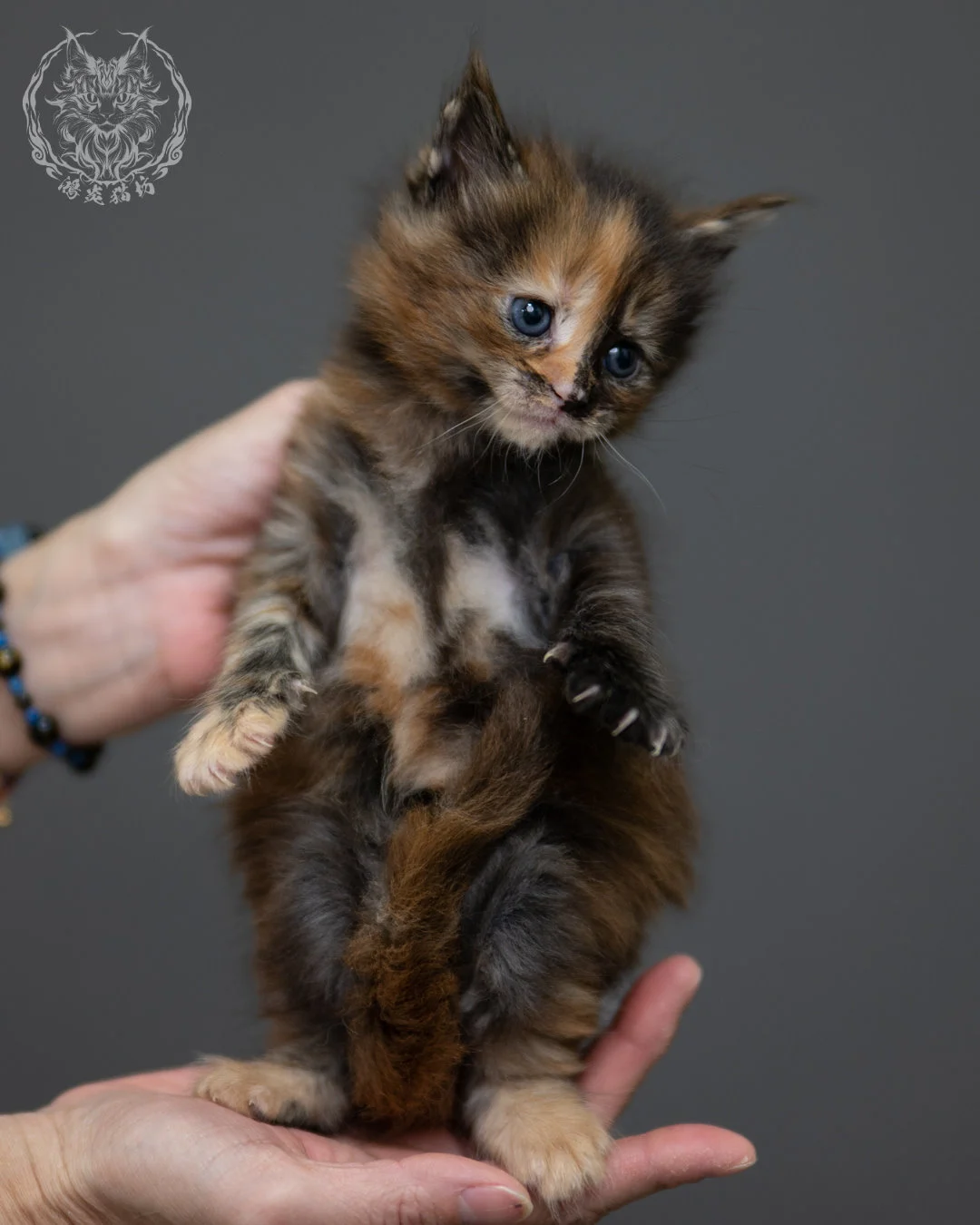 玳帽 Tortoiseshell Maine Coon 4weeks 1