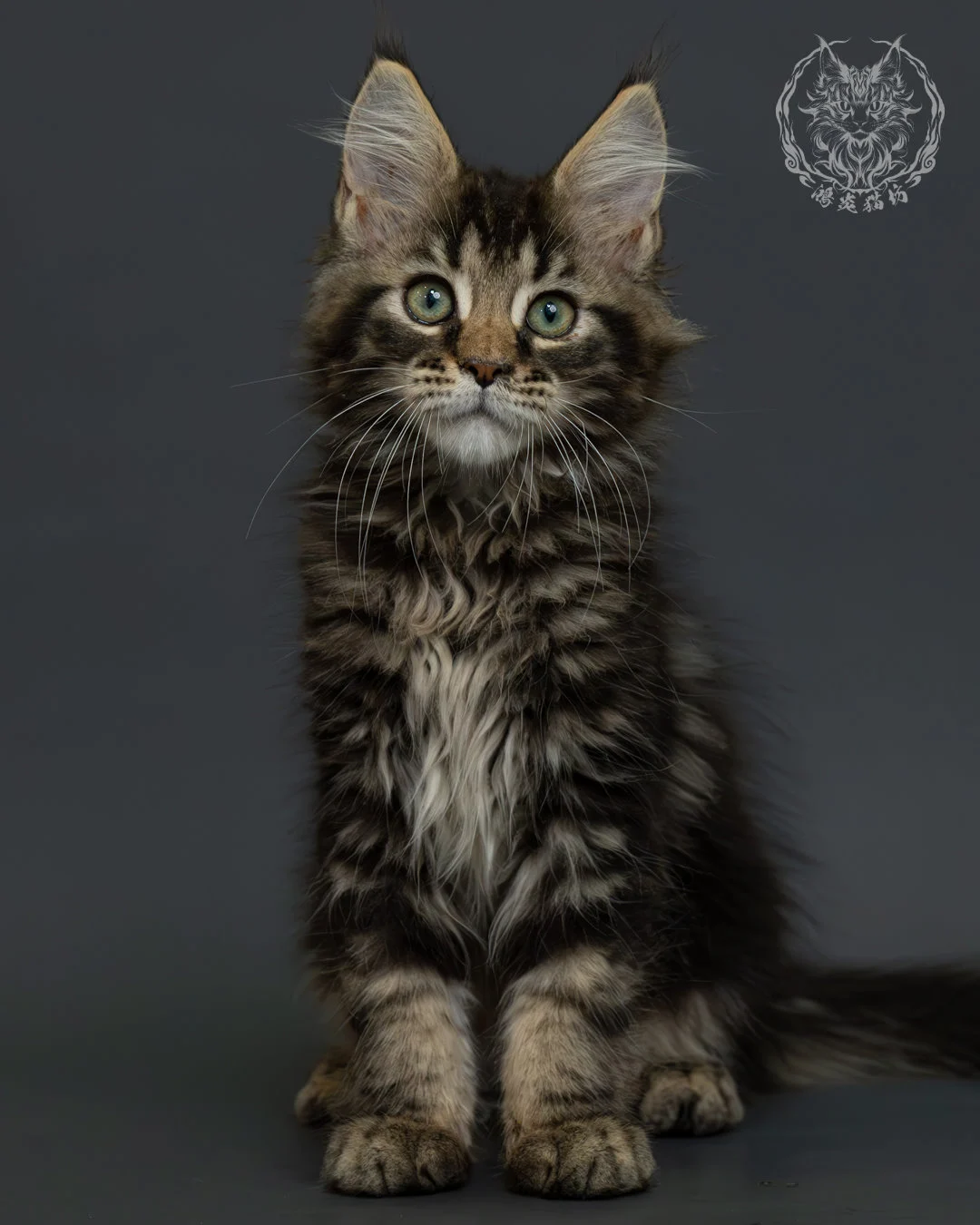 棕虎斑緬因貓 7