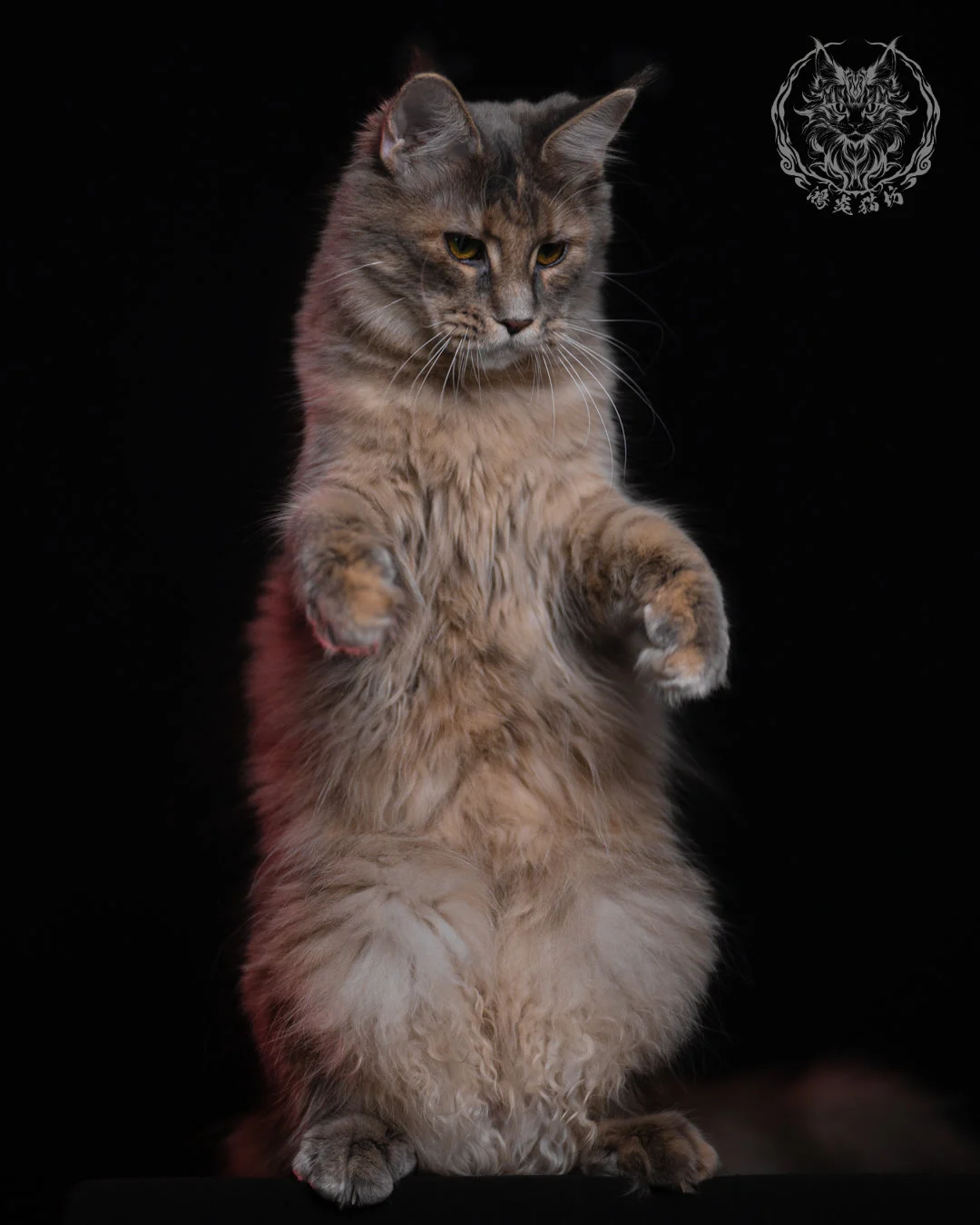 藍乳煙玳帽緬因貓 11 個月成貓的可愛站立姿勢，蓬鬆胸毛與柔和玳帽層次清晰可見，展現活潑又溫柔的典型緬因貓特質。