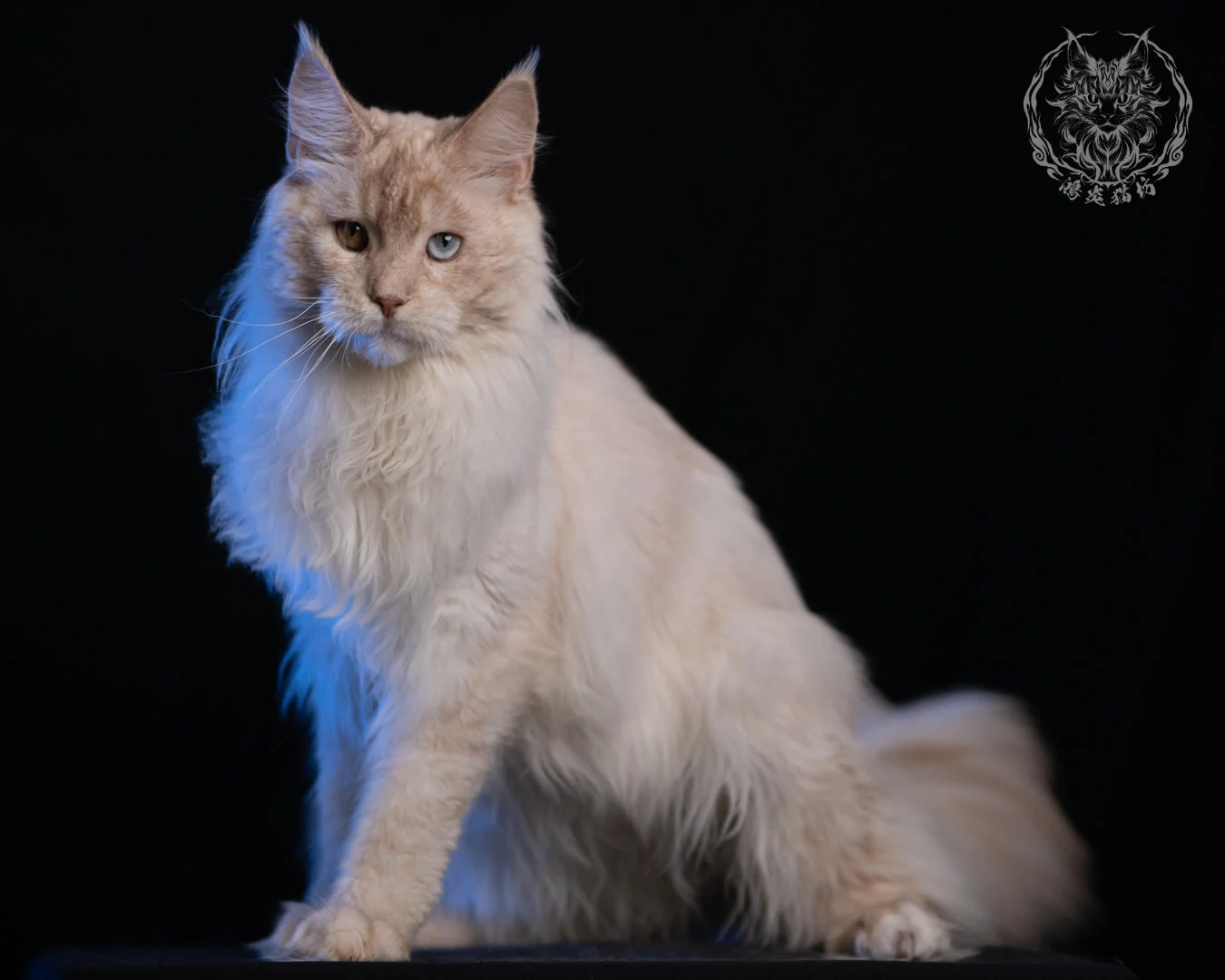 乳高煙緬因貓 Cream High Smoke Maine Coon 9months 27