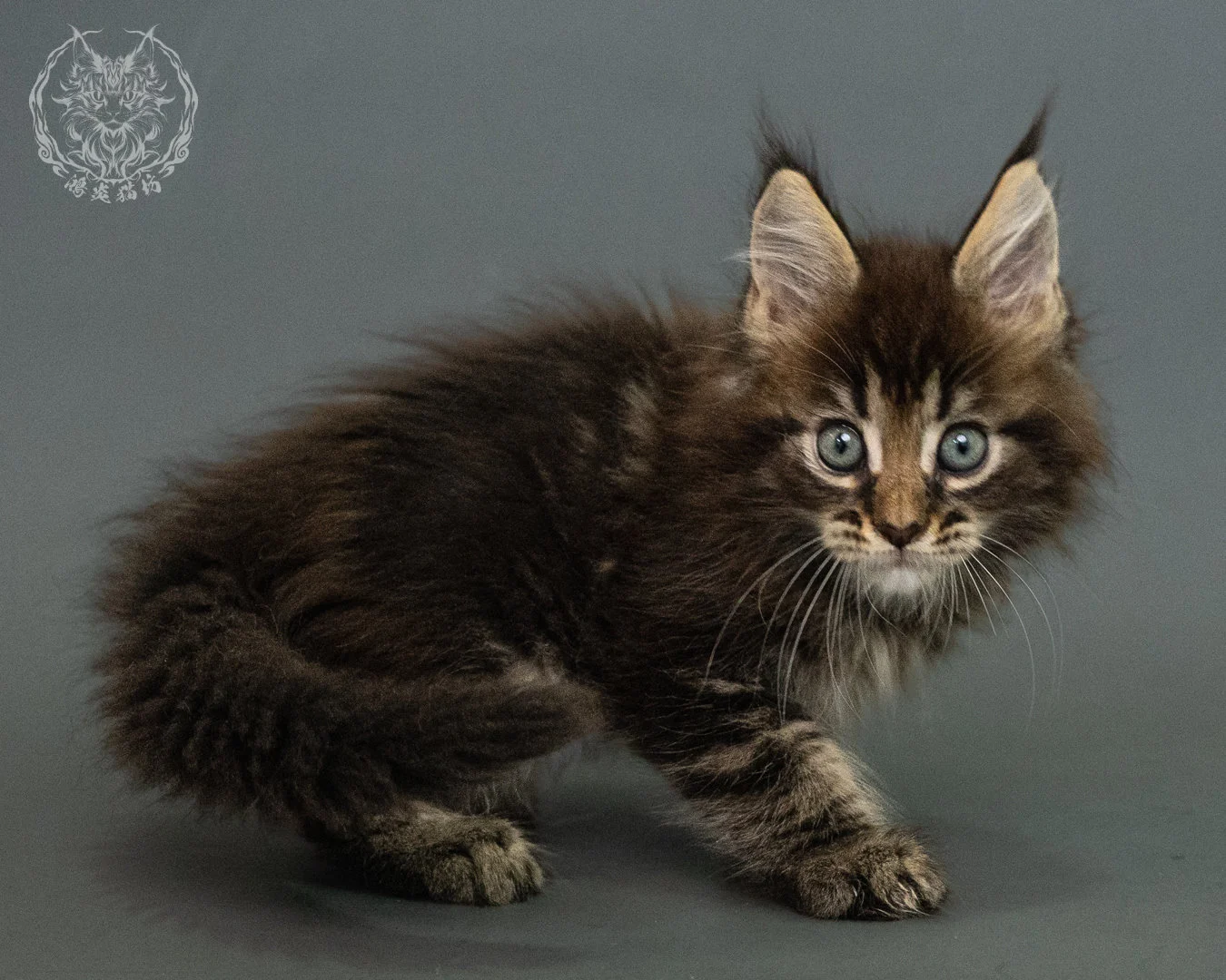 棕虎斑 Brown Tabby Maine Coon 2months 17