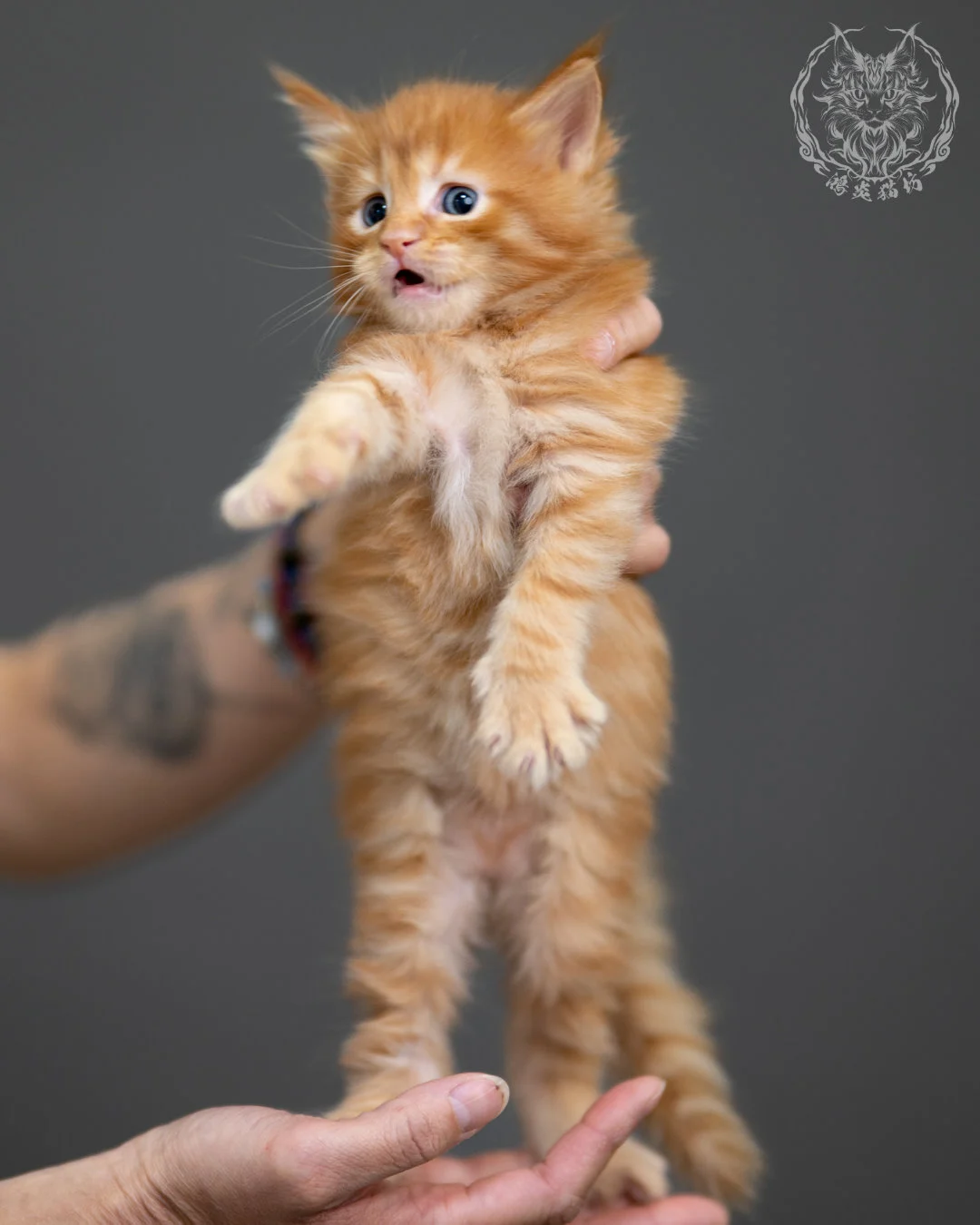 紅虎斑 Red Tabby Maine Coon 4weeks 2