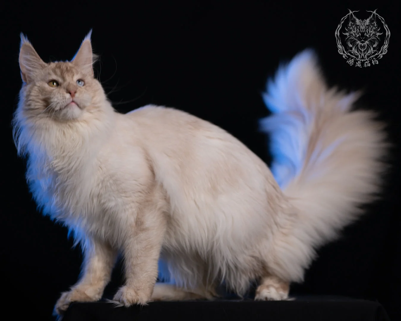 乳高煙緬因貓 Cream High Smoke Maine Coon 9months 30