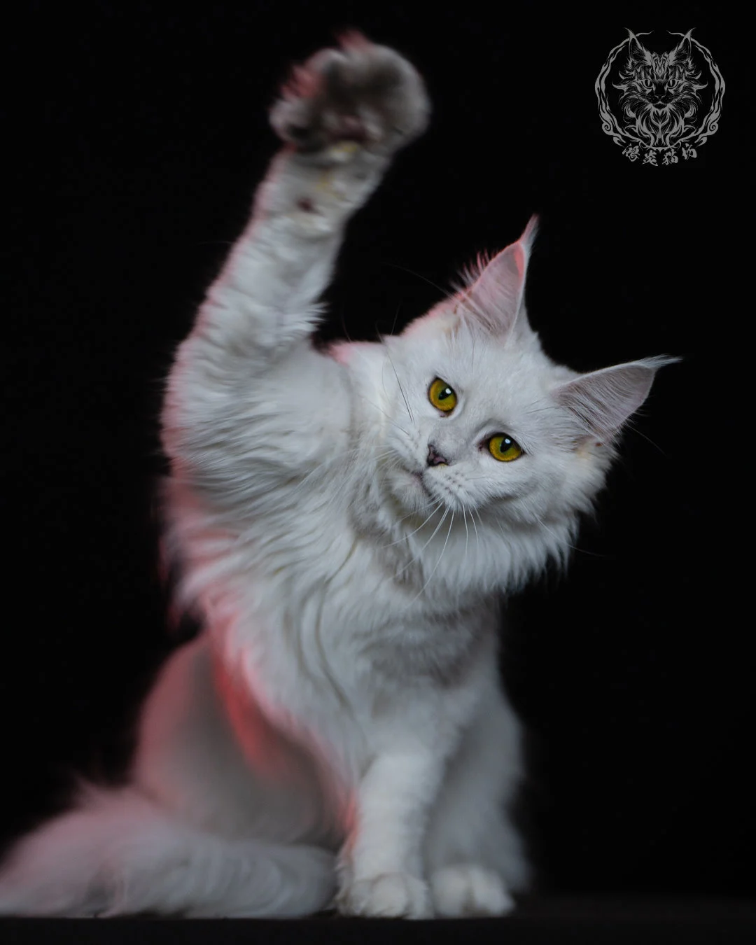 黑銀陰影緬因貓 Black Silver Shaded Maine Coon 1year 8