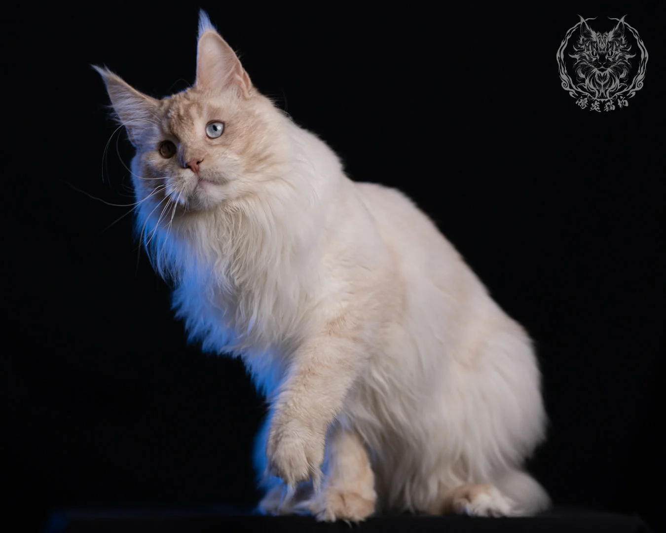 乳高煙緬因貓 Cream High Smoke Maine Coon 9months 29