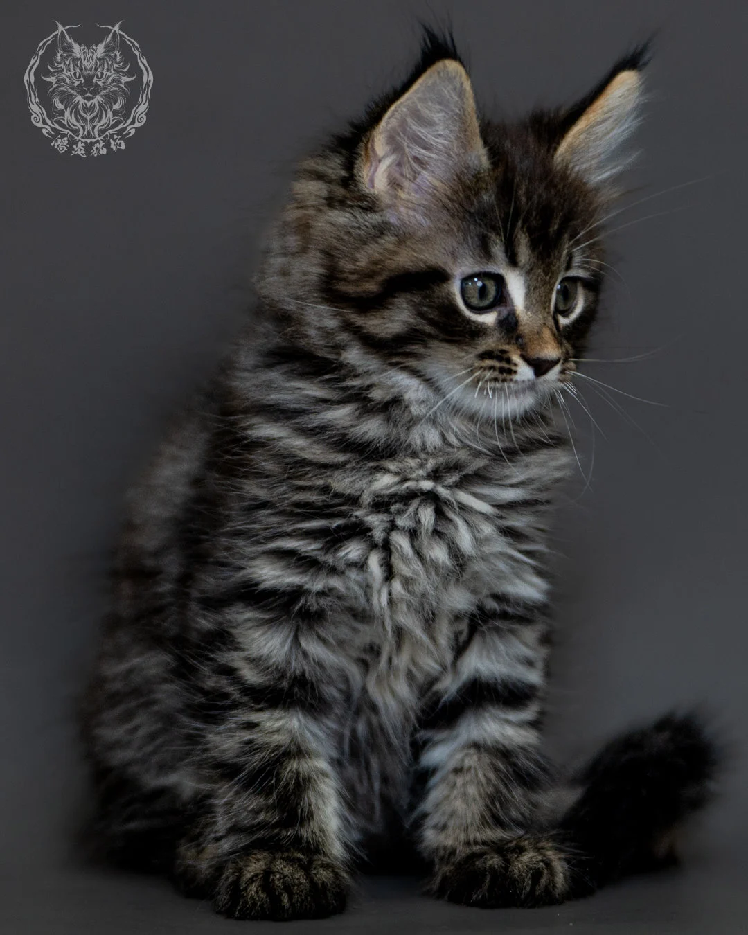棕虎斑 Brown Tabby Maine Coon 2months 2
