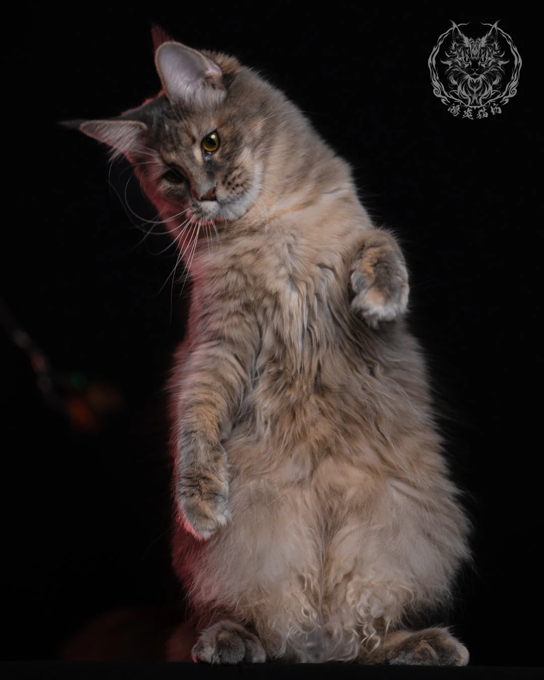 藍乳煙玳帽緬因貓 11 個月側身站姿俏皮擺頭，毛色柔和且過渡自然，符合緬因貓特有的大骨架與蓬鬆被毛特徵。