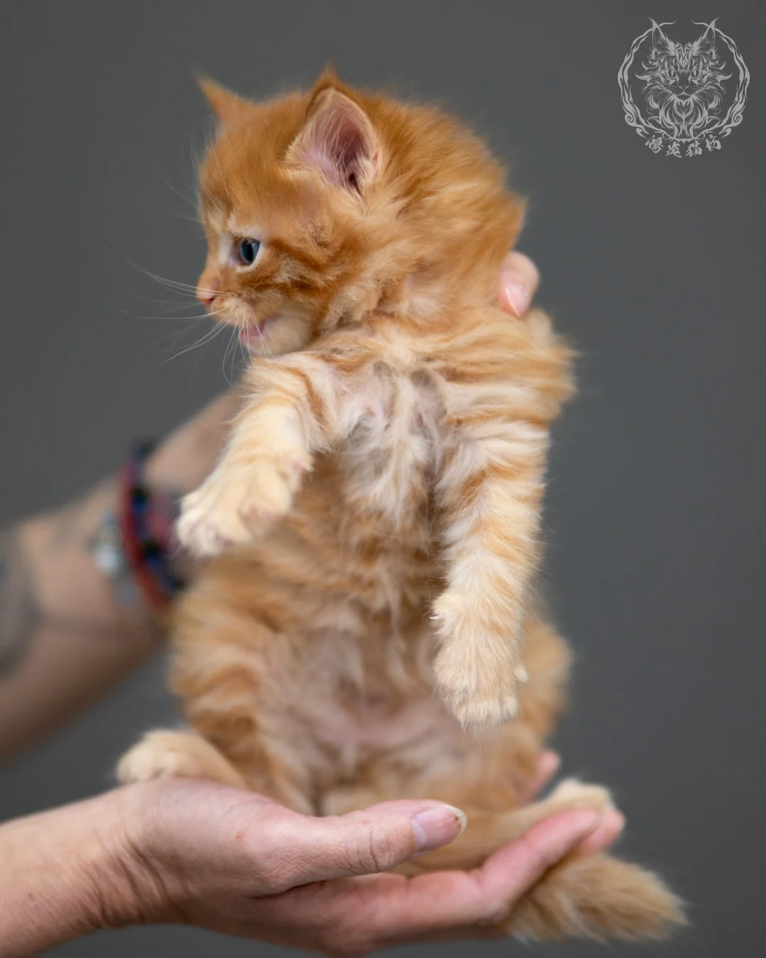 紅虎斑 Red Tabby Maine Coon 4weeks 5