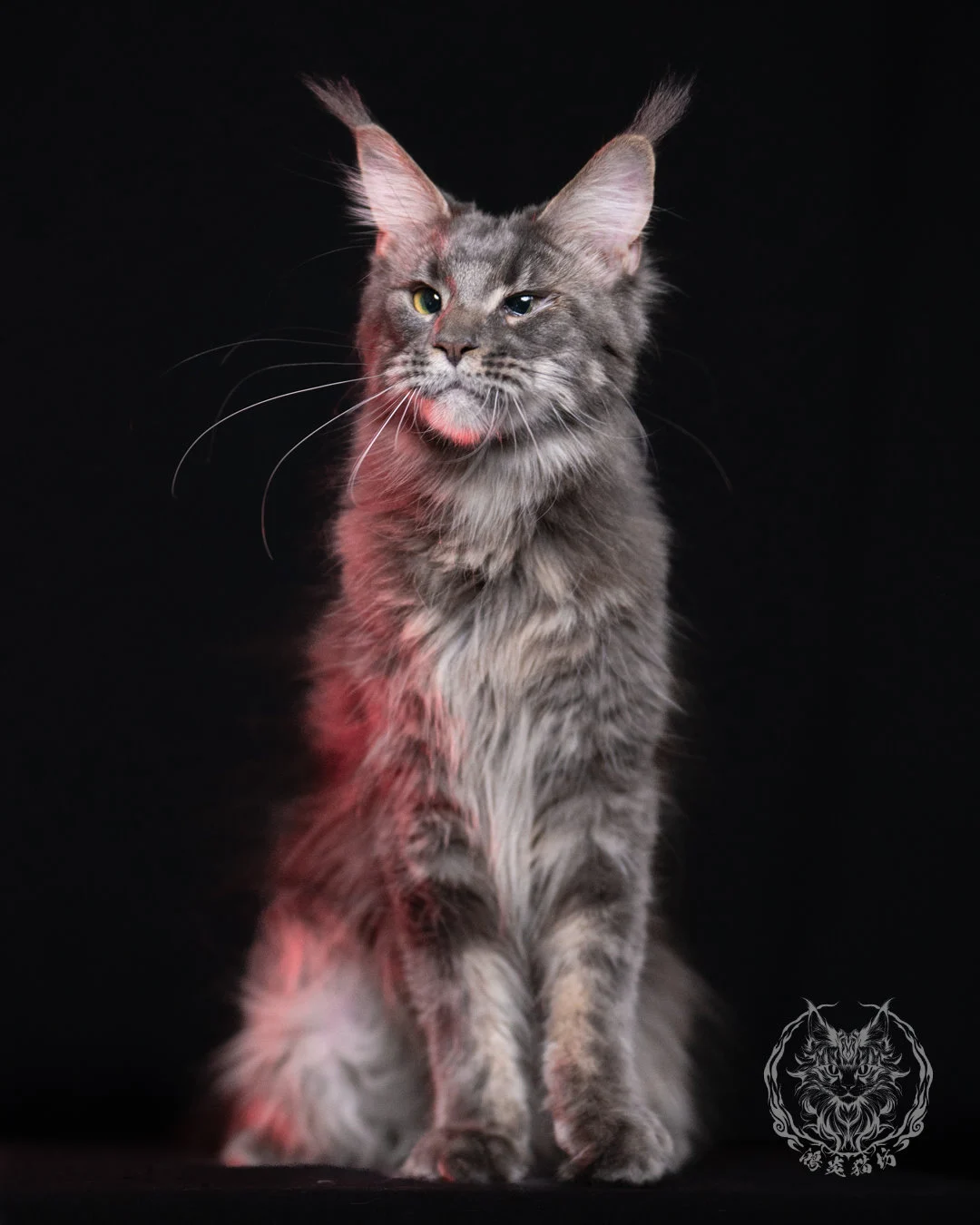 Blue Tabby Maine Coon 11months Cattery Taichung 5