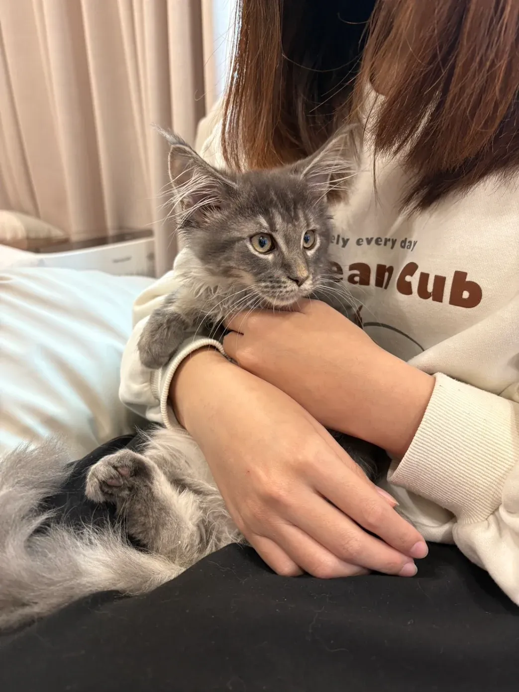 藍銀虎斑緬因貓