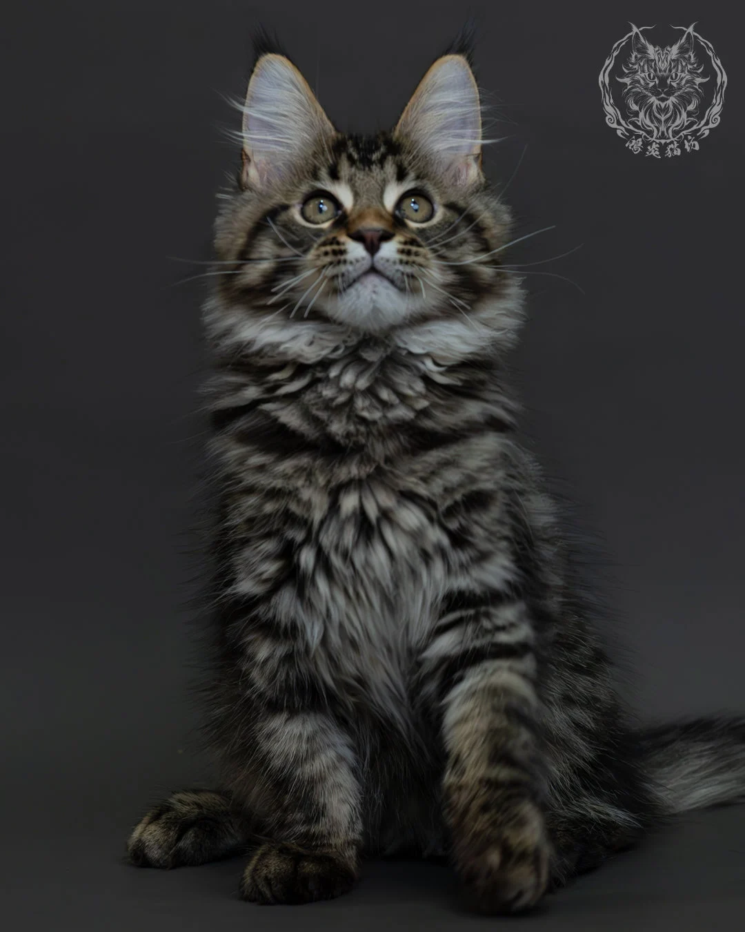 黑棕虎斑緬因貓 5