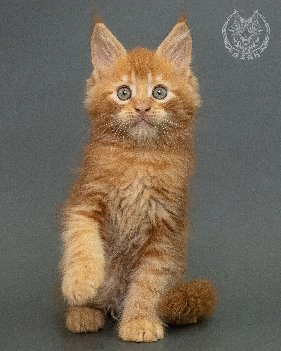 紅虎斑 Red Tabby Maine Coon 2months 17
