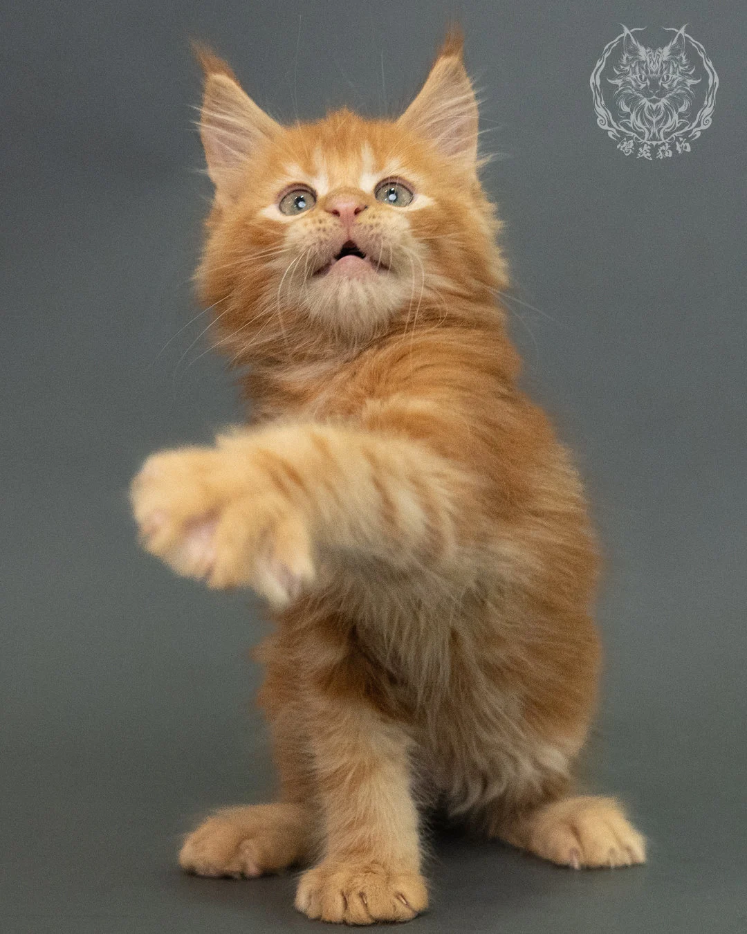 紅虎斑 Red Tabby Maine Coon 2months 5